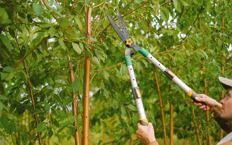 Tree trimming in Manchester Township, NJ